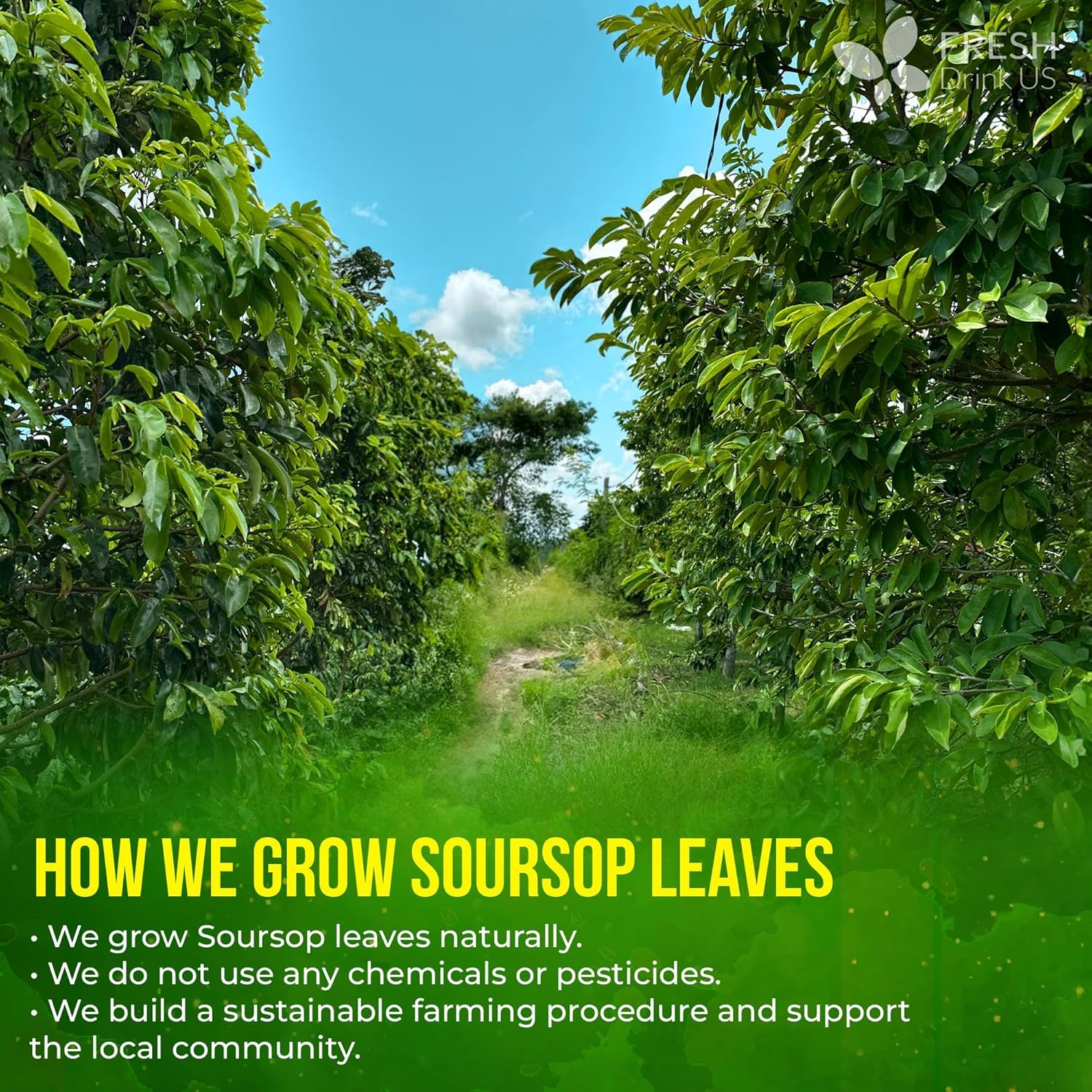 FreshDrinkUS, 240+ Premium Soursop Graviola Dried Leaves Tea, 230-250 Whole Soursop Leaves, Wildcrafted, Graviola , Guanabana , Hoja Guanabana, Loose Leaf Herbal , No Gluten, Vegan - Image 6