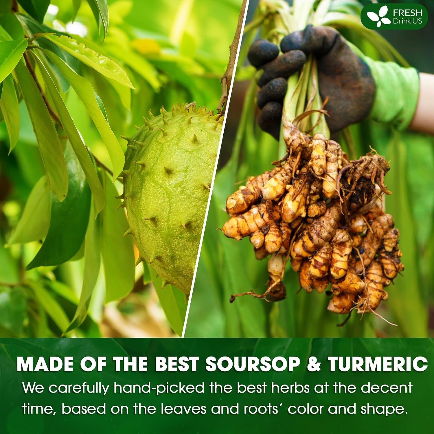 FreshDrinkUS, Premium 60 Soursop Turmeric Tea Bags, 100% Natural, Blend of Soursop Leaves, and Turmeric Root. No Sugar, Vegan. - Image 6